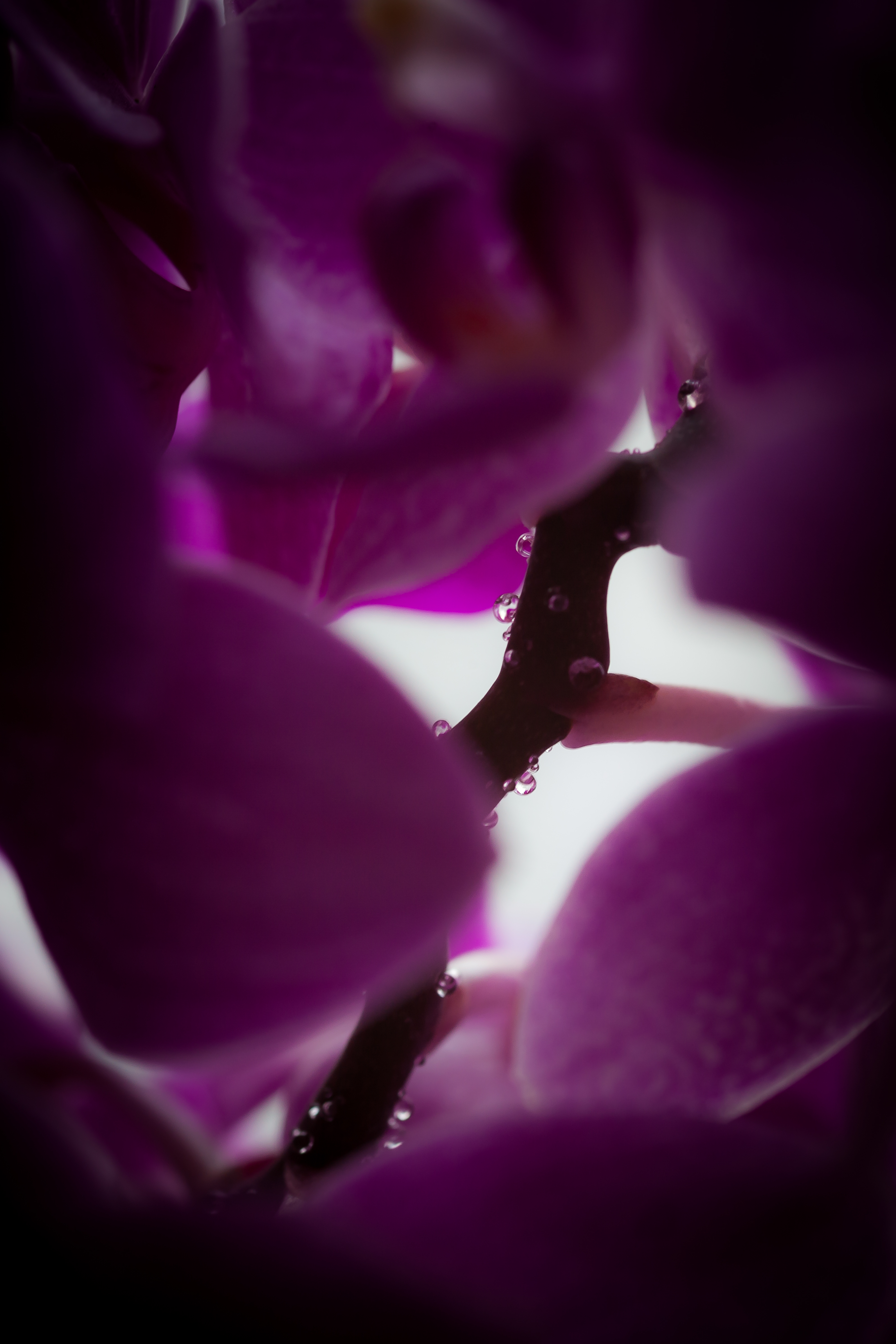 "Tears of an orchid"